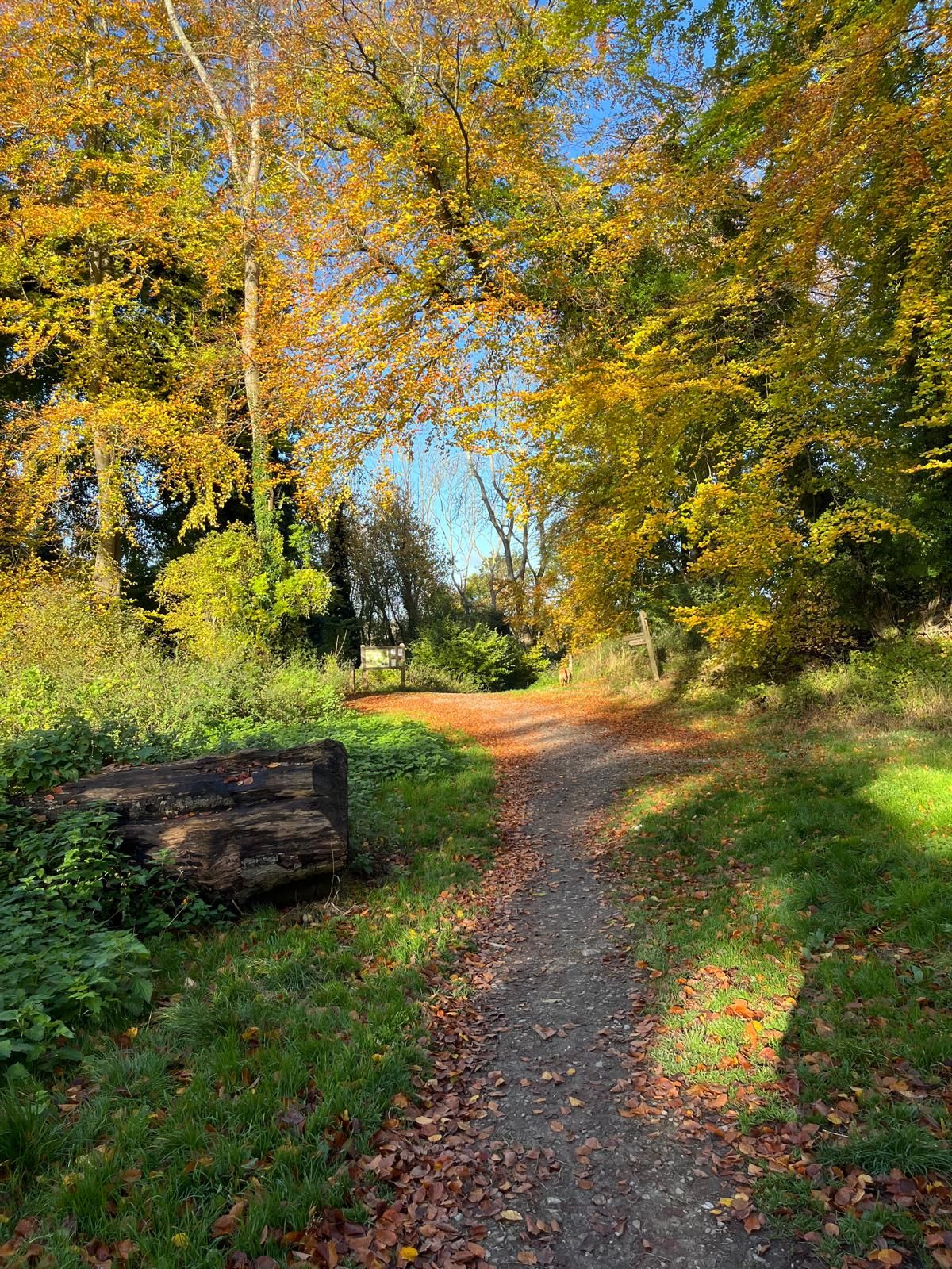 Path through woods near Woldingham